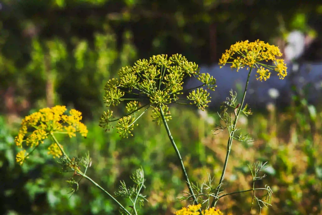 Bupleurum Chinese 2