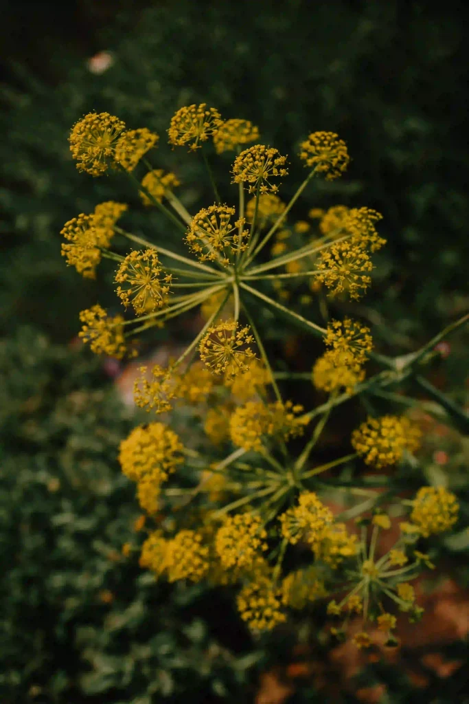 Bupleurum Chinese 3