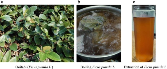 COVID-19 Diabetes: Ficus pumila L. Extract Shows Promise - Featured Image