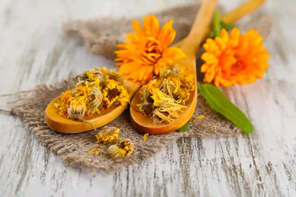 Calendula Officinalis 2