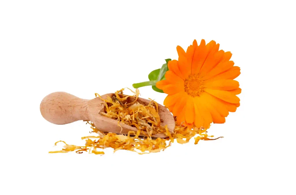 Calendula Officinalis 3