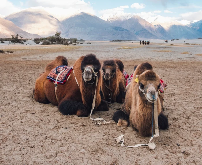 Camel Milk: Bioactive Peptides and Hypoallergenic Potential - Featured Image