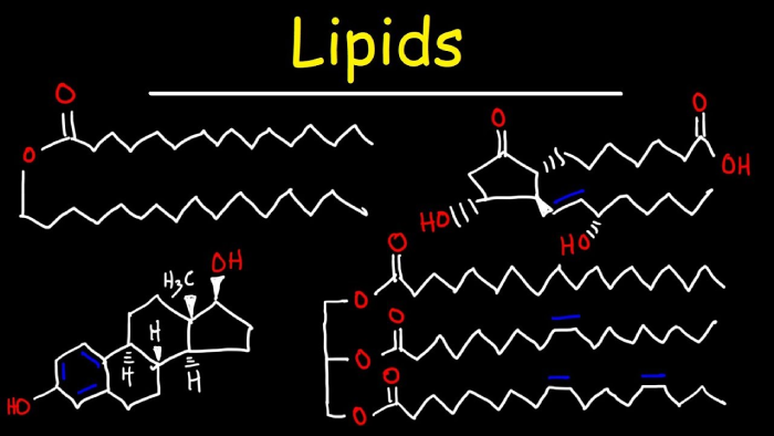 Meat Lipids: Nutritional Powerhouses or Health Hazards? - Illustrations 1 - Meat Lipids_ Nutritional