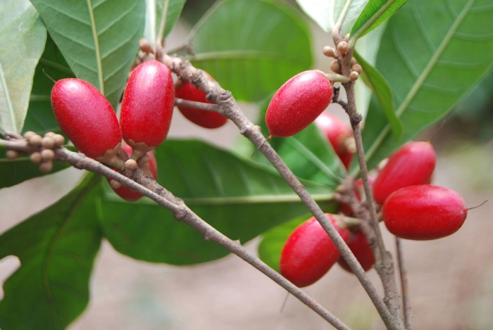 Miracle Berry Supplement: A Promising Approach for Cancer Patients with Taste Disorders - Featured Image