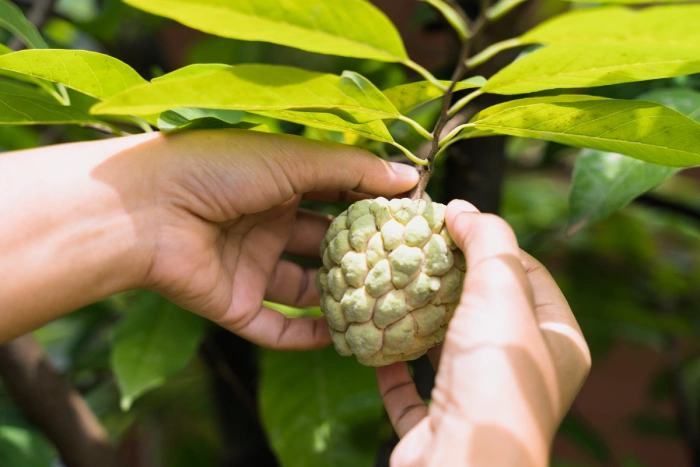 Noni Fruit Powder: The Tropical Superfood That's Taking the Health World by Storm - Illustrations 1 - Noni Fruit Powder_