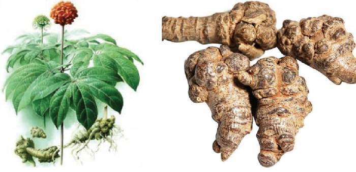 Notoginseng: The Superhero Root You Never Knew You Needed! - Featured Image