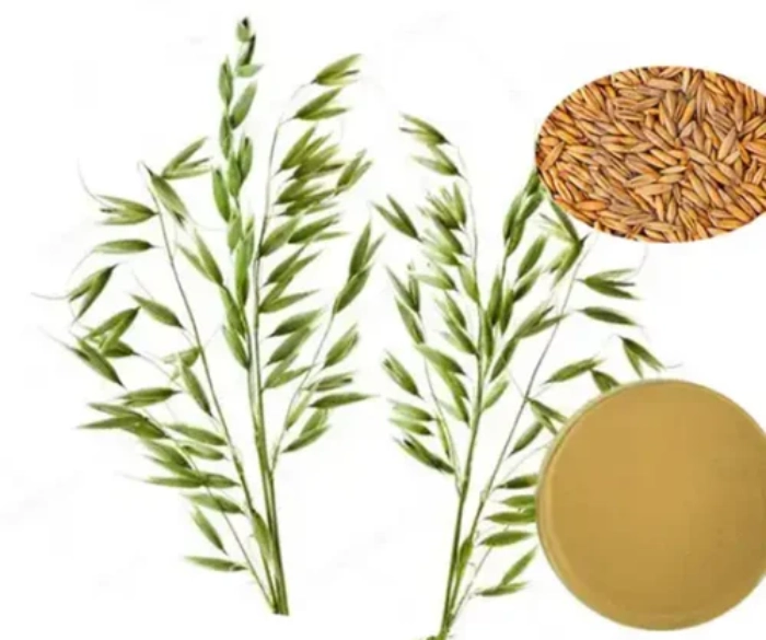 Oat Straw: The Unsung Hero of Health and Wellness - Illustrations 1 - Oat Straw_ The