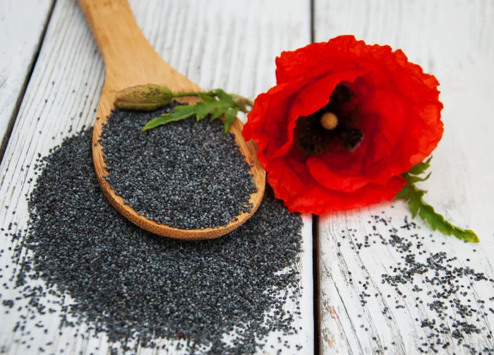 Poppy Seeds Under FDA Scrutiny: Industry Practices Examined - Featured Image