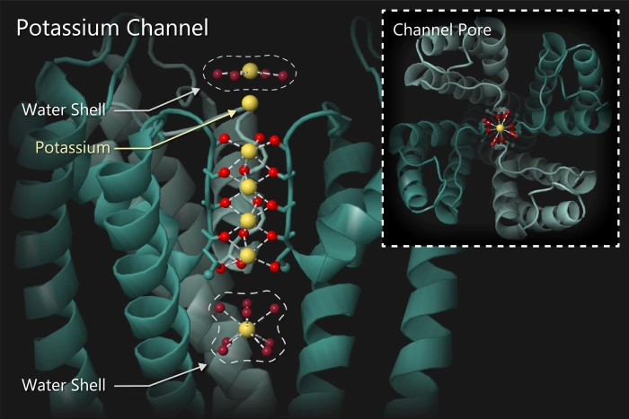 Potassium Channel Gene KCNB2: A New Target for Medulloblastoma Treatment - Illustrations 1 - Potassium Channel Gene