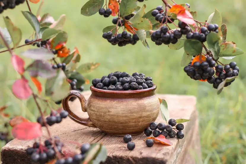 aronia melanocarpa plant