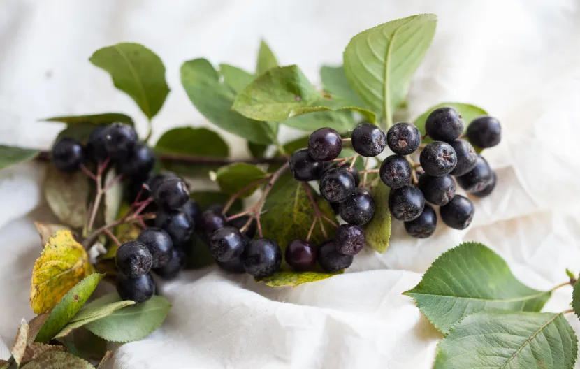 aronia melanocarpa