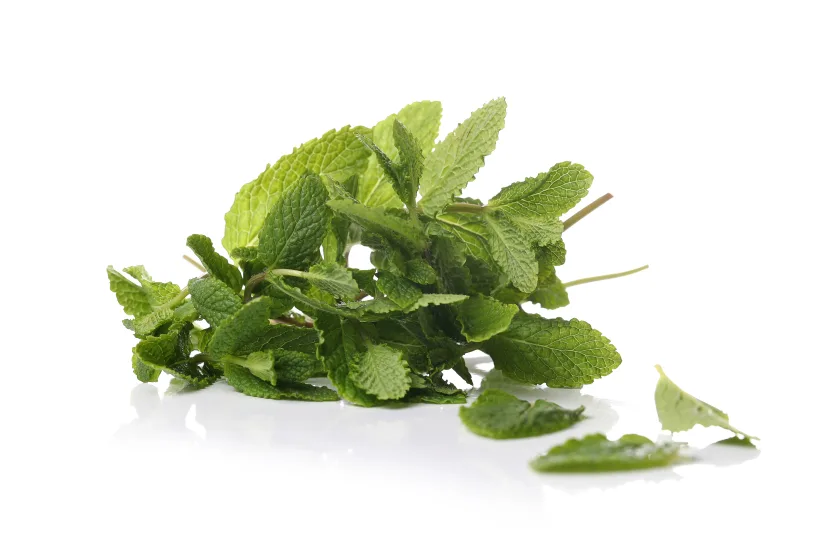 mentha aquatica