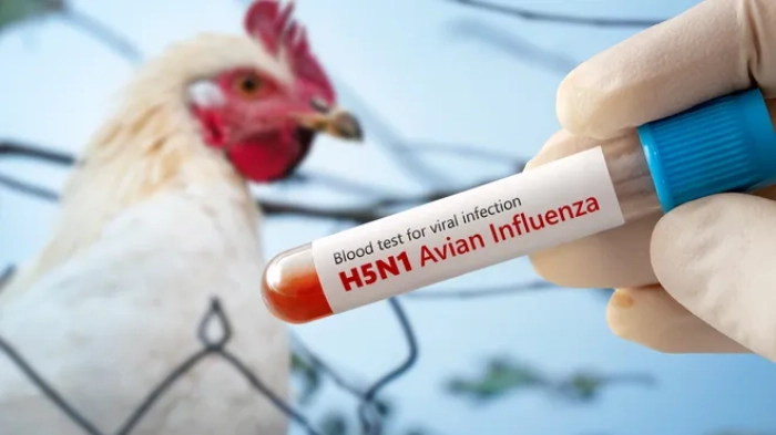 Bird Flu Concerns Rise as US-WHO Communication Falters - Featured Image