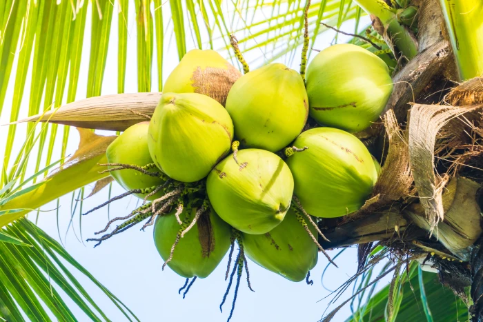 Coconut Allergy Labeling: FDA’s New Guidance and Industry Impact - Featured Image