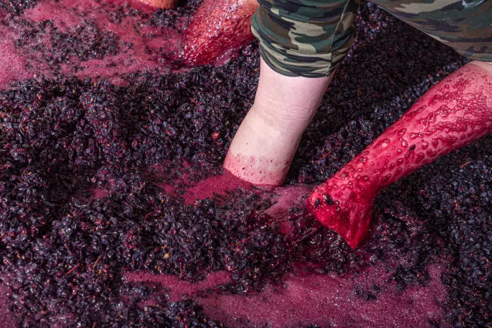 Grape Pomace: A Nutritional Powerhouse from Winemaking Waste  - Featured Image