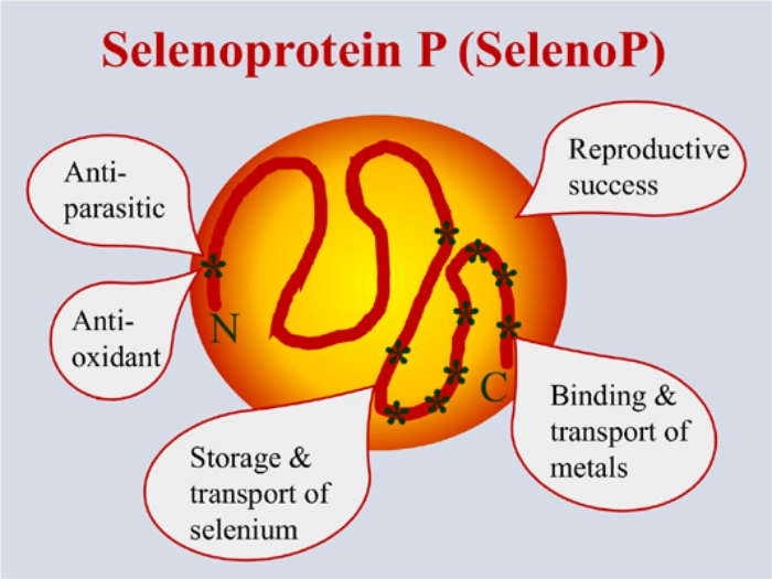 Selenoproteins: Key Antioxidants in Aging and Hematopoiesis - Featured Image